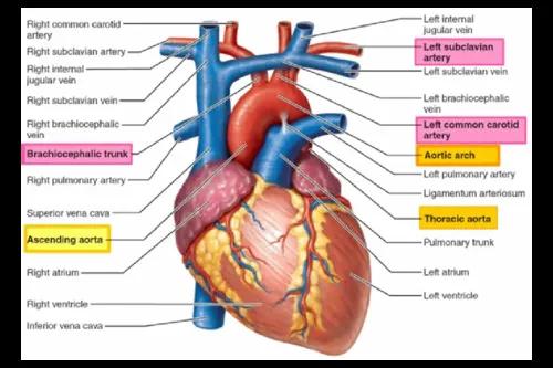 heartology
