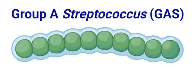 Ilustrasi Bentuk Bakteri Streptococcus Group A (GAS)