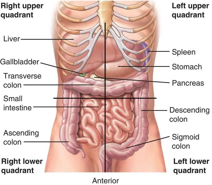 Diagram anatomi perut manusia yang menunjukkan kuadran kanan atas, kanan bawah, kiri atas, dan kiri bawah. Organ yang terlihat termasuk hati (liver), kantong empedu (gallbladder), usus buntu (appendix), usus besar (colon), usus halus (small intestine), serta organ lain seperti lambung, pankreas, dan limpa.)