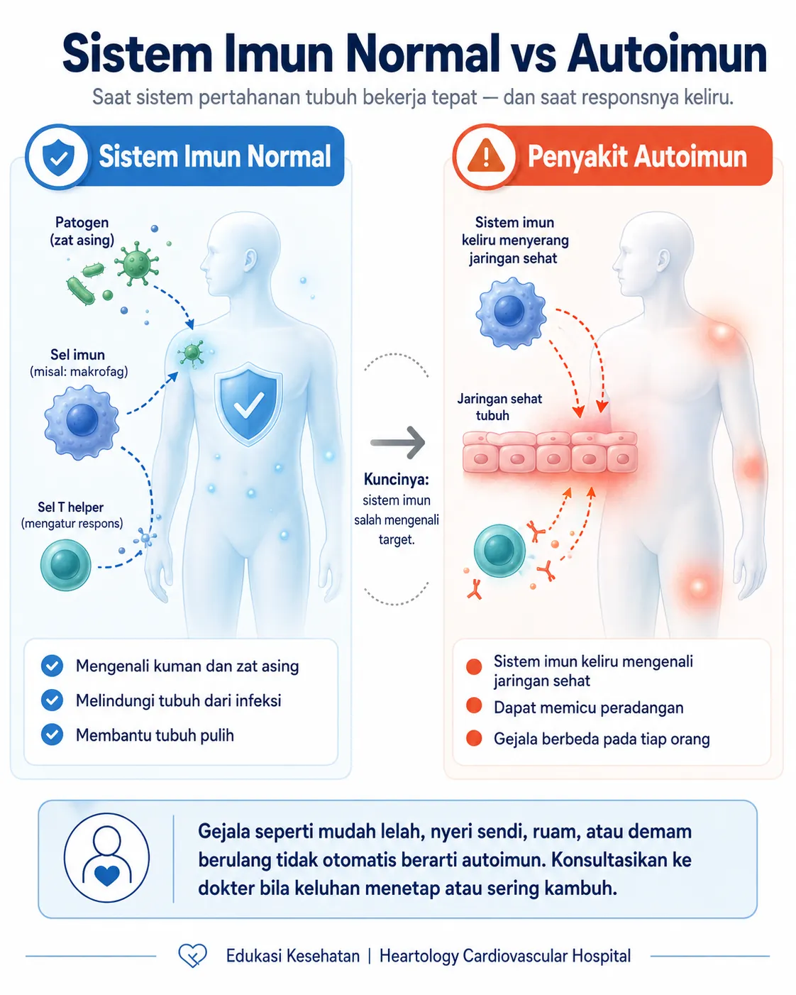 Infografis medis berbahasa Indonesia tentang perbedaan sistem imun normal vs autoimun, menampilkan perbandingan cara sistem imun melindungi tubuh dari infeksi dan bagaimana respons autoimun dapat memicu peradangan pada jaringan sehat.