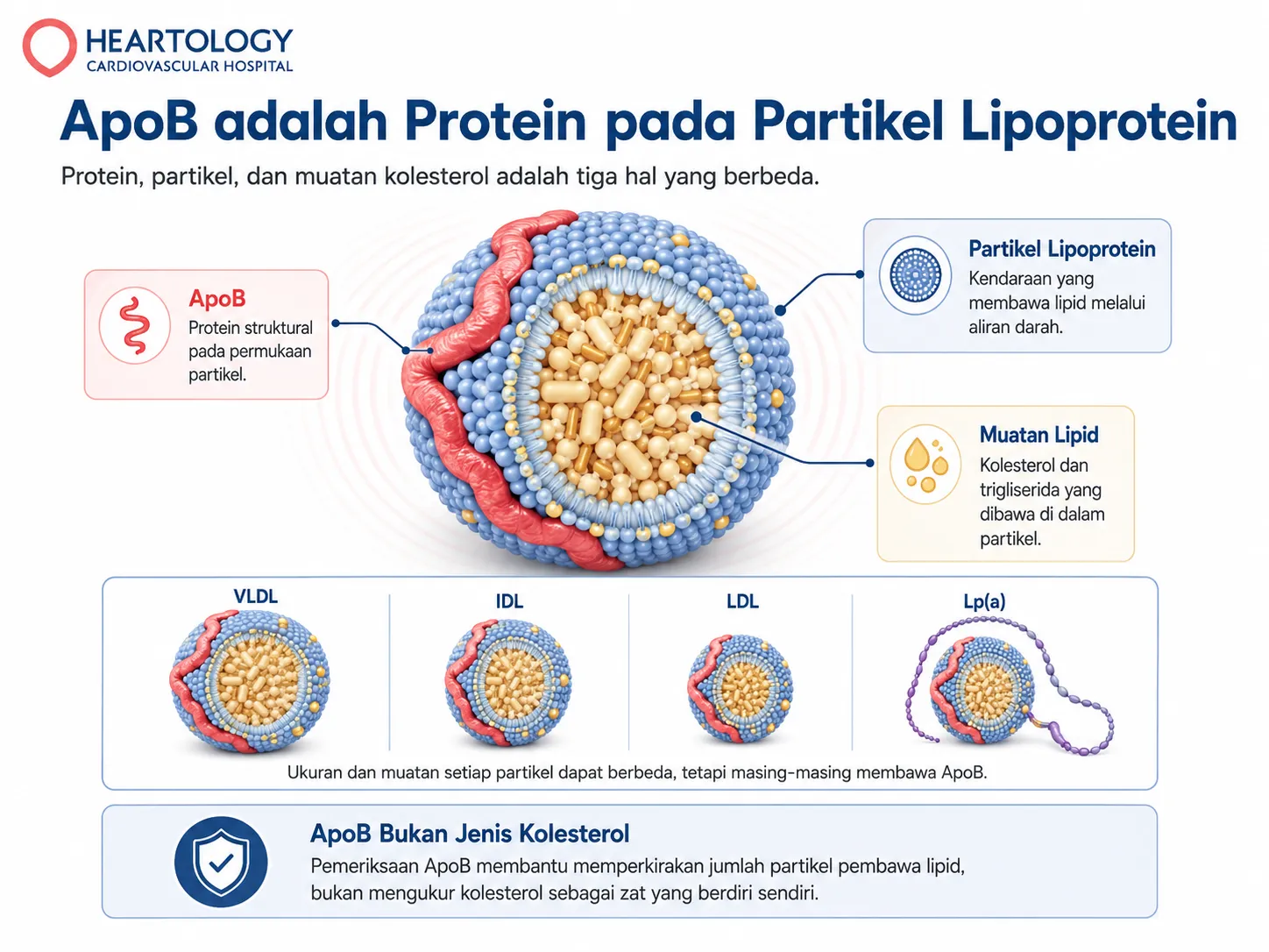 Infografik ApoB sebagai protein struktural pada permukaan partikel lipoprotein, dengan perbandingan partikel VLDL, IDL, LDL, dan Lp(a) yang membawa muatan lipid berbeda. 
