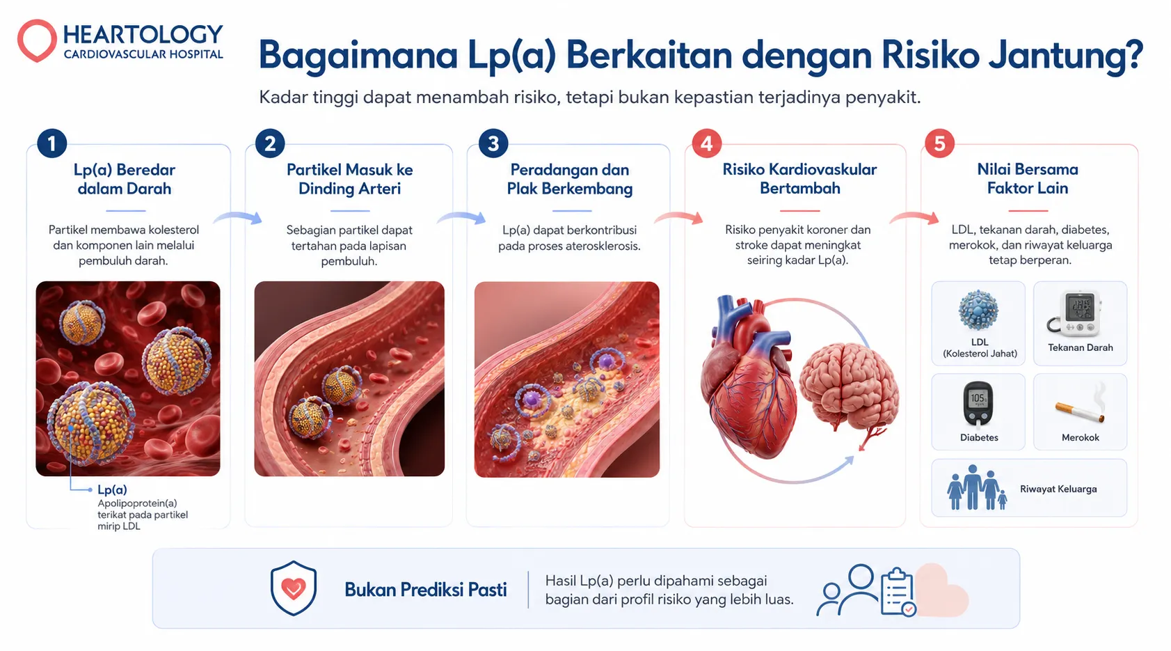 Infografik Heartology tentang bagaimana Lp(a) berkaitan dengan risiko jantung, meliputi peredaran dalam darah, masuk ke dinding arteri, perkembangan plak, peningkatan risiko kardiovaskular, dan penilaian bersama faktor risiko lain. 