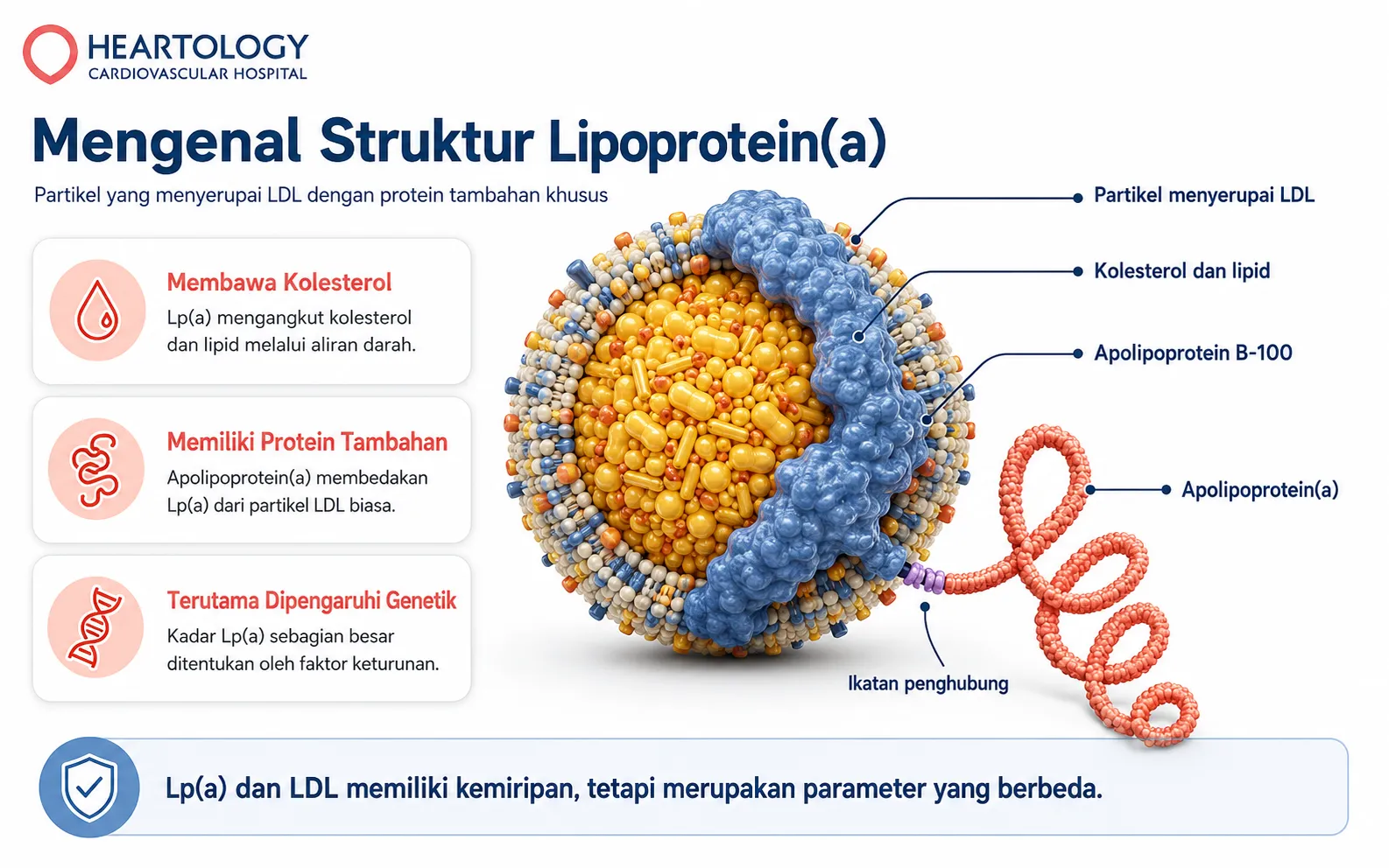 Infografik struktur Lipoprotein(a) yang menunjukkan partikel menyerupai LDL, kolesterol dan lipid, apolipoprotein B-100, apolipoprotein(a), serta ikatan penghubungnya.