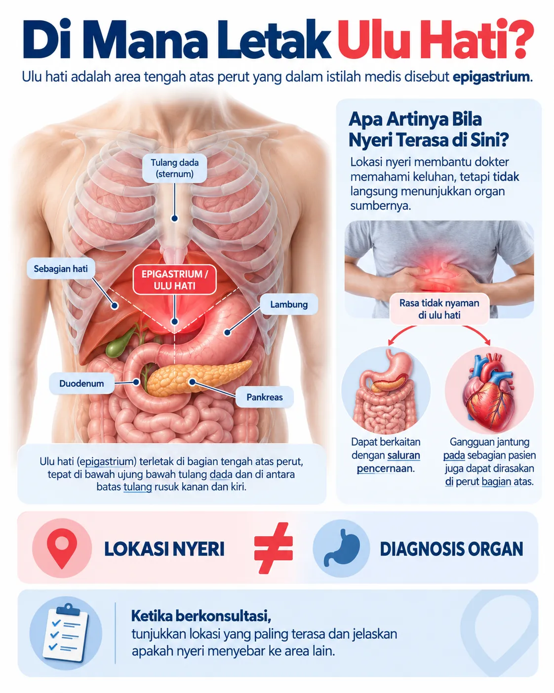 Infografis anatomi Heartology menunjukkan letak ulu hati atau epigastrium, posisi lambung, sebagian hati, pankreas, dan duodenum, serta kemungkinan nyeri perut atas yang berkaitan dengan gangguan pencernaan atau jantung.