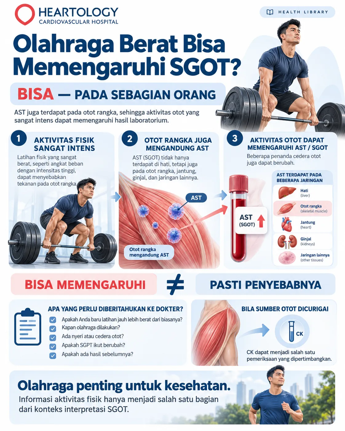 Infografik Heartology tentang pengaruh olahraga berat terhadap SGOT atau AST, menampilkan latihan angkat beban, jaringan otot rangka, pemeriksaan darah, serta penjelasan bahwa aktivitas otot intens dapat memengaruhi AST dan perlu dinilai bersama konteks klinis lain.