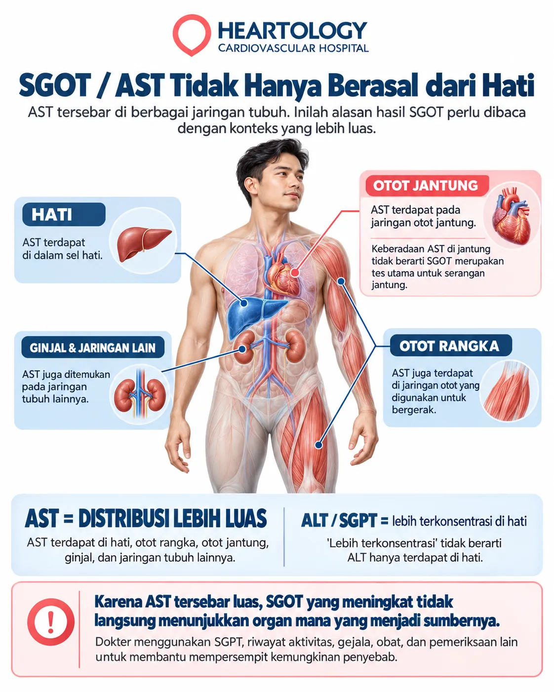 Infografik Heartology yang menjelaskan bahwa SGOT atau AST tidak hanya berasal dari hati, tetapi juga terdapat pada otot rangka, otot jantung, ginjal, dan jaringan lain sehingga hasil SGOT tinggi perlu dibaca dalam konteks yang lebih luas. 