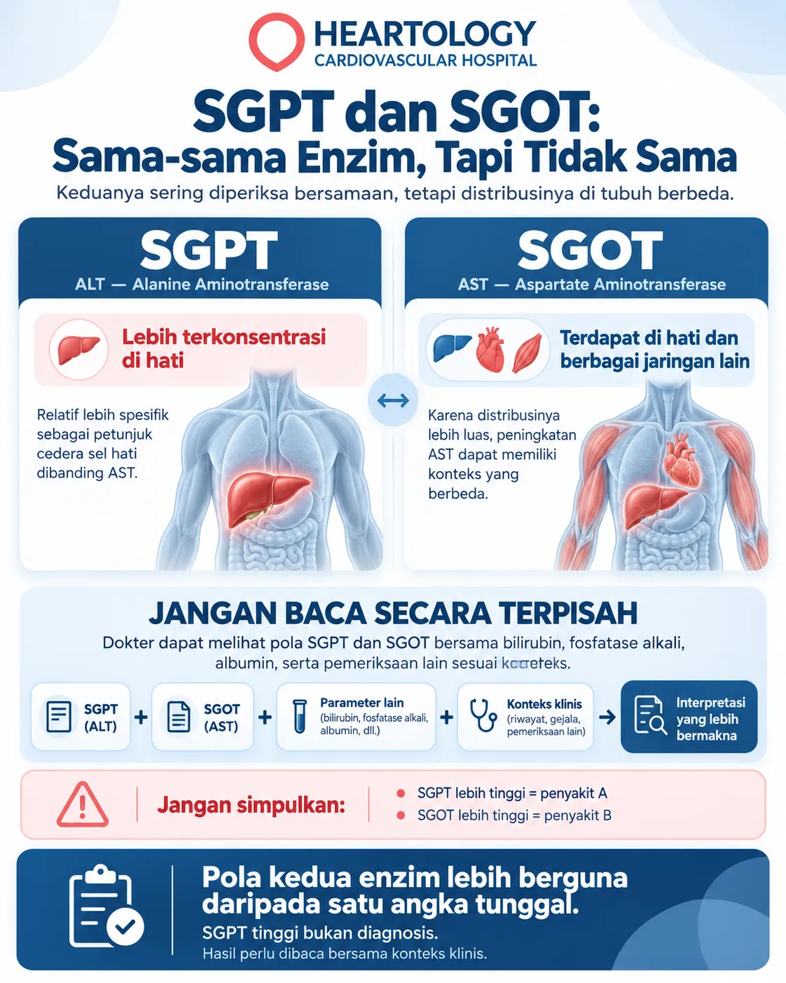 Infografik perbedaan SGPT atau ALT dan SGOT atau AST, menjelaskan bahwa SGPT lebih terkonsentrasi di hati sedangkan SGOT juga terdapat di otot dan jantung, sehingga hasil keduanya perlu dibaca bersama konteks klinis.